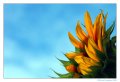 02 - girasole